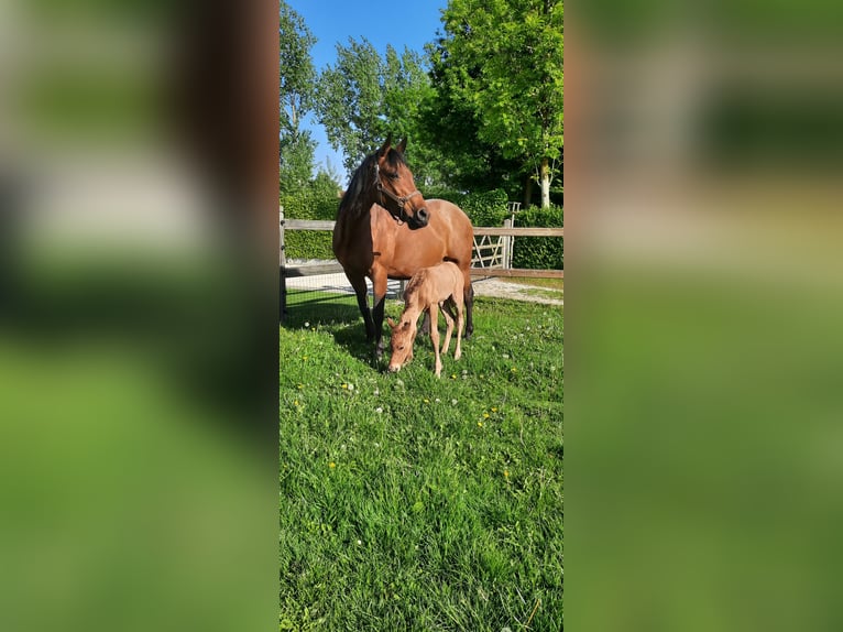 Paint Horse Hengst Fohlen (05/2025) 153 cm Buckskin in Kalken
