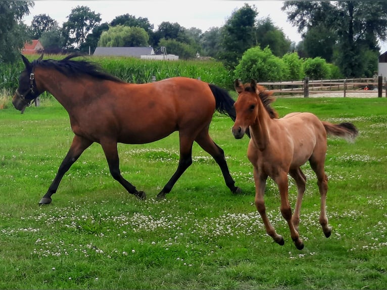 Paint Horse Hengst Fohlen (05/2025) 153 cm Buckskin in Kalken