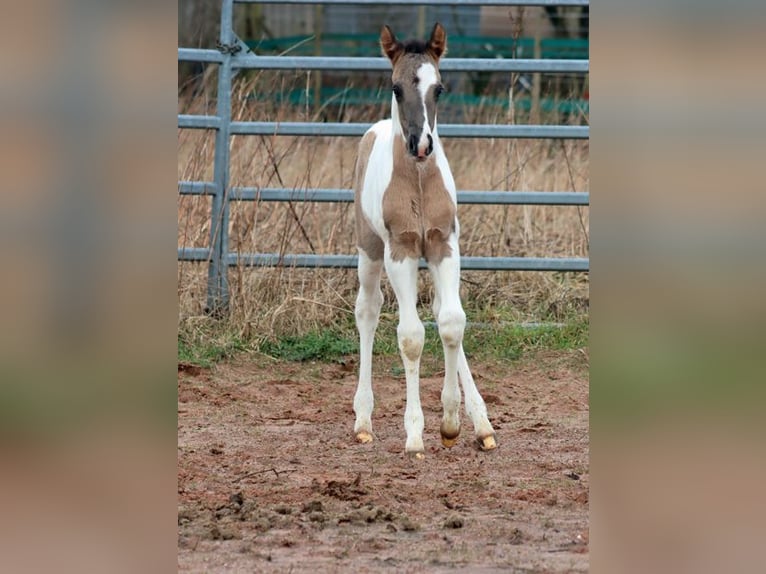 Paint Horse Hengst Fohlen (02/2024) 153 cm Grullo in Hellenthal