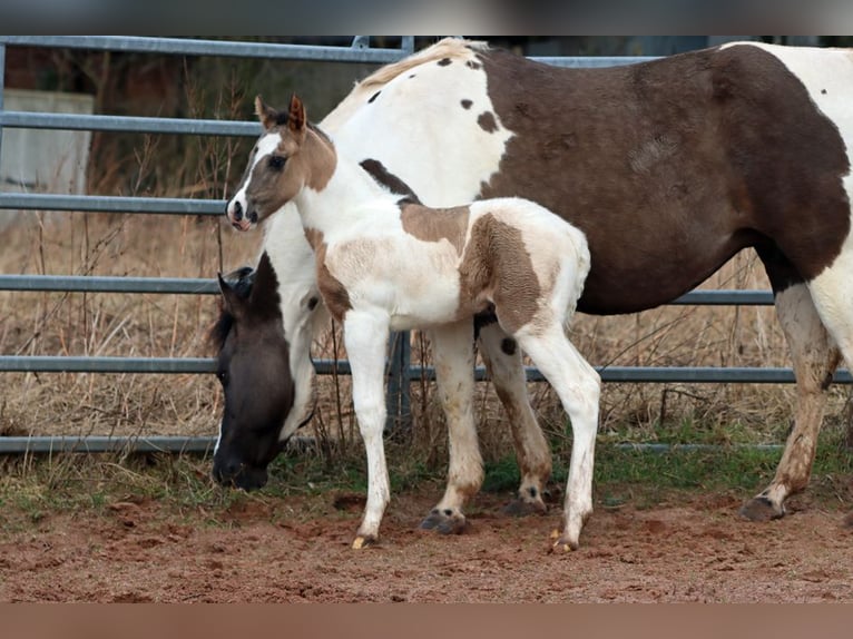 Paint Horse Hengst Fohlen (02/2024) 153 cm Grullo in Hellenthal