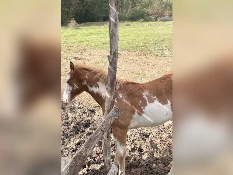 Paint Horse Hengst Fohlen (05/2025) 154 cm Overo-alle-Farben in Opi