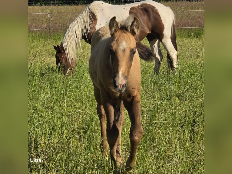 Paint Horse Hengst  155 cm Braunfalbschimmel in Amorbach