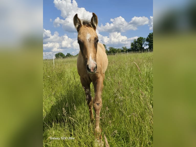 Paint Horse Hengst  155 cm Braunfalbschimmel in Amorbach