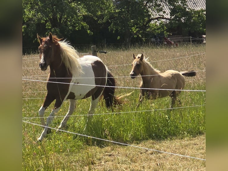 Paint Horse Hengst  155 cm Braunfalbschimmel in Amorbach