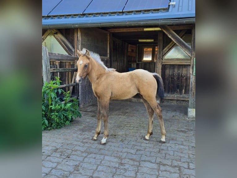 Paint Horse Hengst  155 cm Braunfalbschimmel in Amorbach