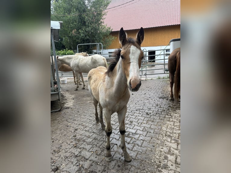 Paint Horse Hengst Fohlen (03/2024) 155 cm Roan-Bay in Steingaden