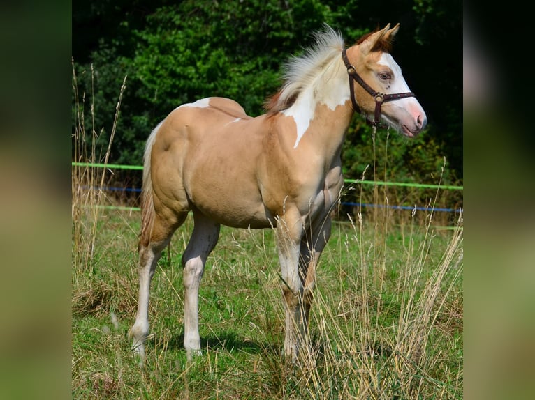 Paint Horse Hengst Fohlen (03/2025) 155 cm Schecke in Obertaufkirchen