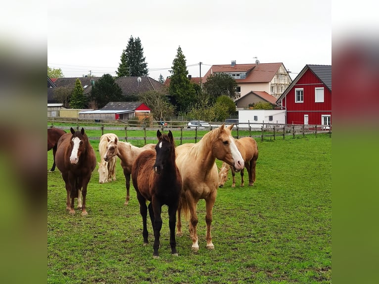 Paint Horse Hengst Fohlen (05/2024) 156 cm Rappe in Fleischwangen