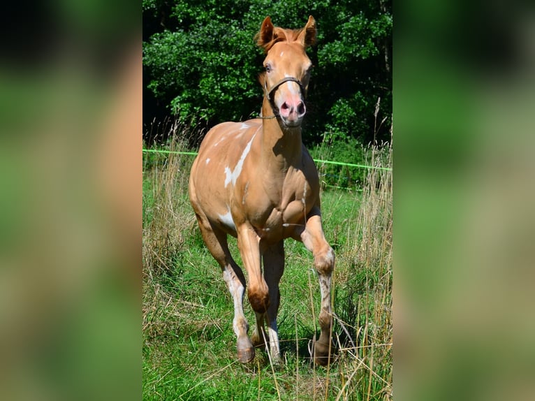 Paint Horse Hengst Fohlen (02/2025) 156 cm Schecke in Schwindegg
