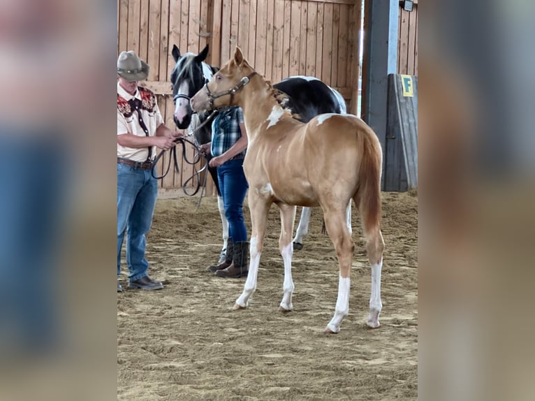 Paint Horse Hengst Fohlen (02/2025) 156 cm Schecke in Schwindegg