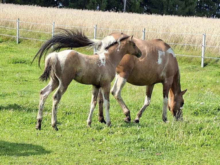 Paint Horse Hengst Fohlen (05/2025) 158 cm Falbe in March