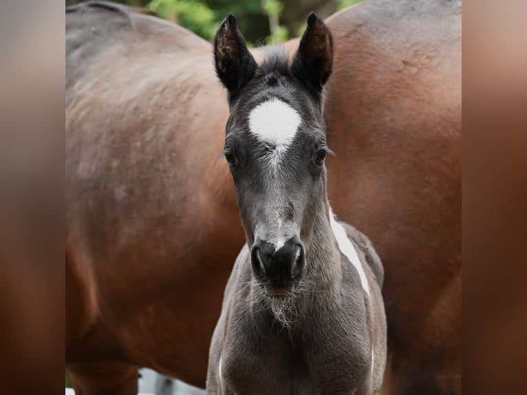 Paint Horse Hengst Fohlen (04/2024) 160 cm Rappe in Pranzing