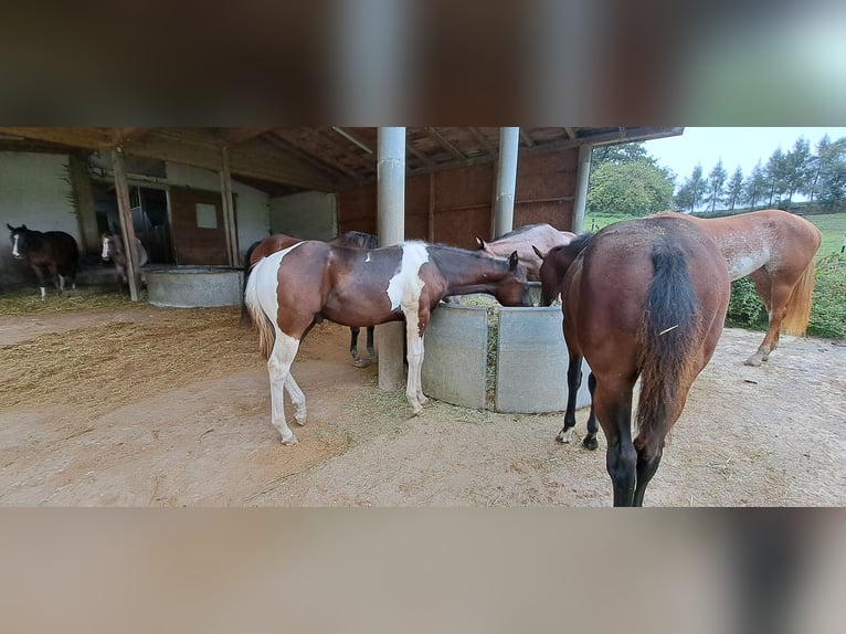 Paint Horse Hengst Fohlen (04/2024) 160 cm Rappe in Pranzing