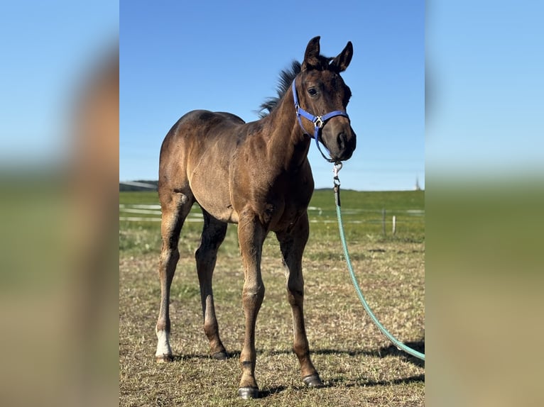 Paint Horse Hengst Fohlen (06/2025) 160 cm Rotbrauner in Zakupy