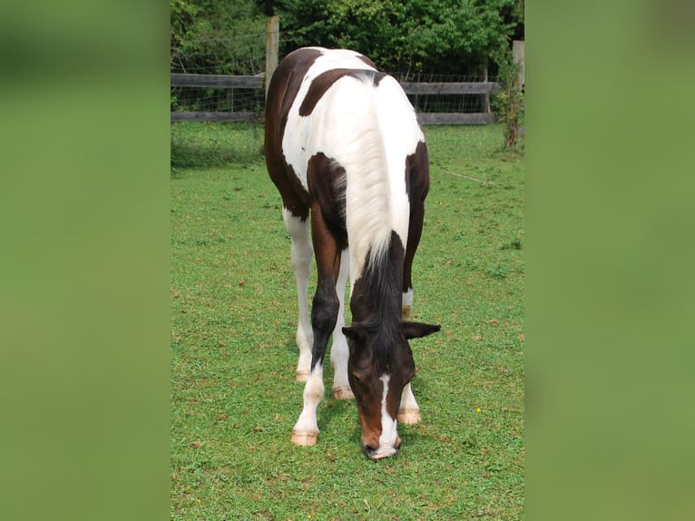 Paint Horse Hengst Fohlen (03/2025) 160 cm in Egmating