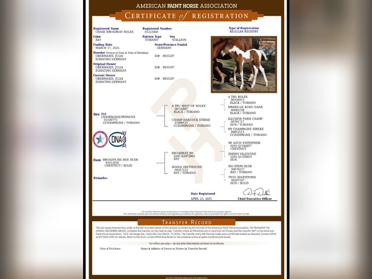 Paint Horse Hengst Fohlen (03/2025) 160 cm in Egmating