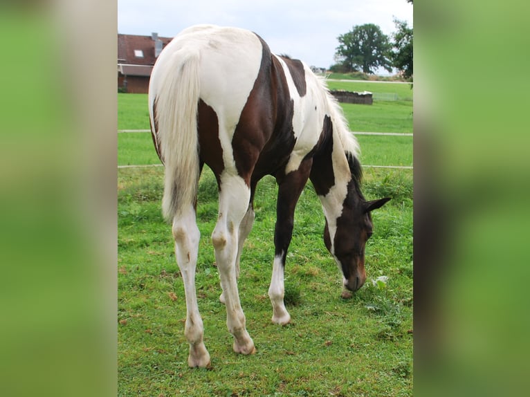 Paint Horse Hengst Fohlen (03/2025) 160 cm in Egmating