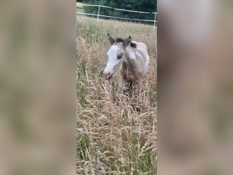 Paint Horse Hengst  Buckskin in Dellfeld