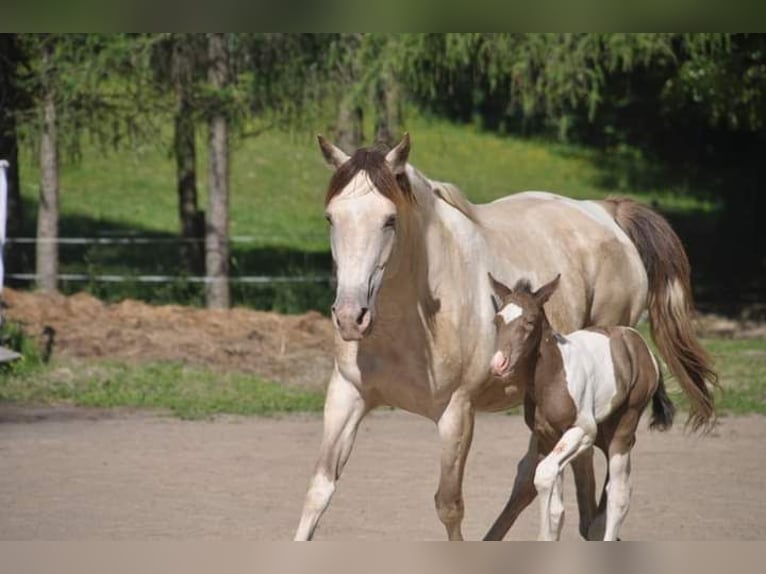 Paint Horse Hengst Fohlen (05/2024) Champagne in Chołowice