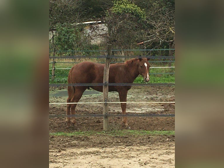 Paint Horse Hengst Fohlen (04/2024) in Incisa Scapaccino