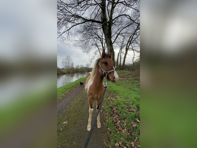 Paint Horse Hengst Fohlen (06/2024) Dunkelbrauner in Forges de lanouee