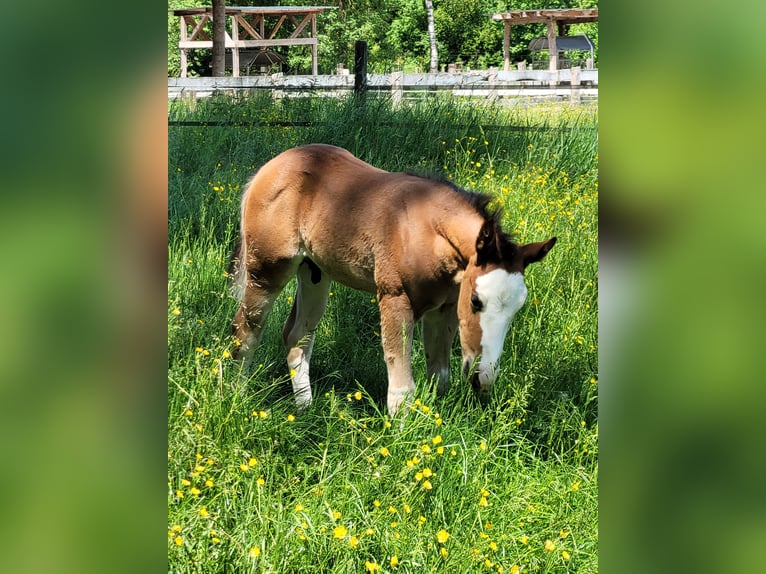 Paint Horse Hengst  Overo-alle-Farben in Ellgau