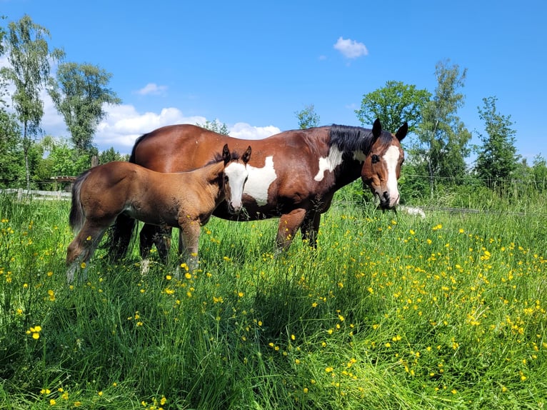 Paint Horse Hengst  Overo-alle-Farben in Ellgau