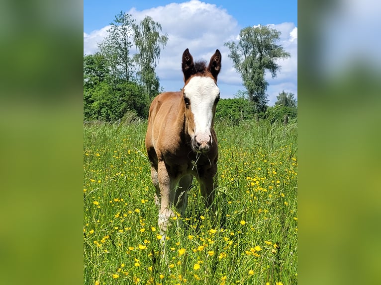 Paint Horse Hengst  Overo-alle-Farben in Ellgau
