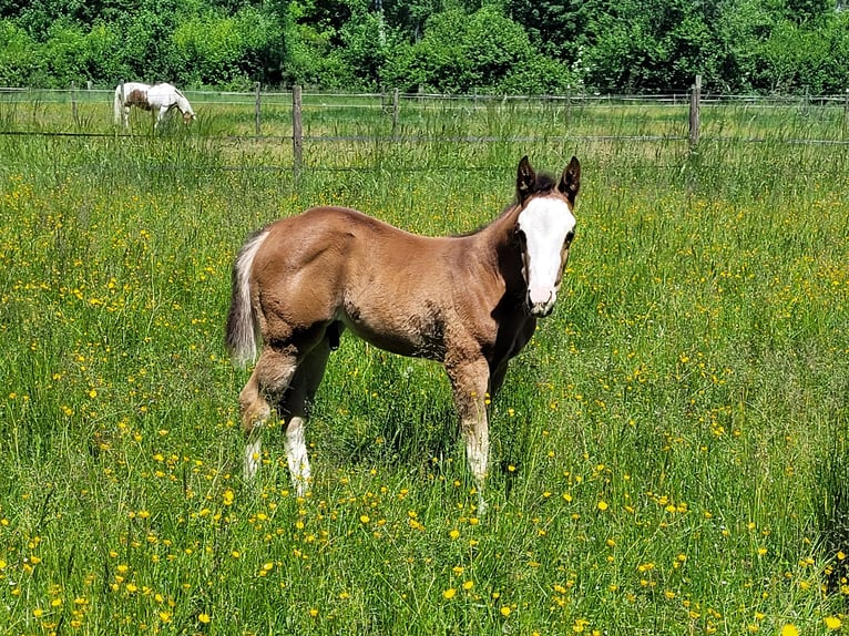 Paint Horse Hengst  Overo-alle-Farben in Ellgau