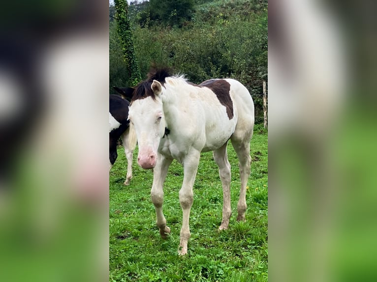 Paint Horse Hengst Fohlen (05/2025) Overo-alle-Farben in Sexcles