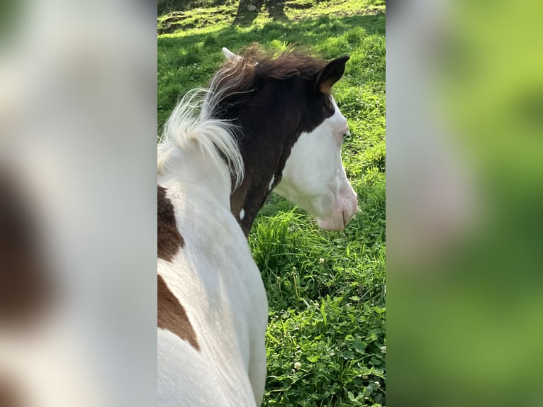 Paint Horse Hengst Fohlen (05/2025) Overo-alle-Farben in Sexcles