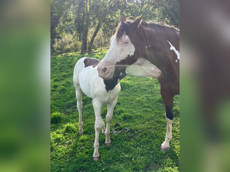 Paint Horse Hengst Fohlen (05/2025) Overo-alle-Farben in Sexcles