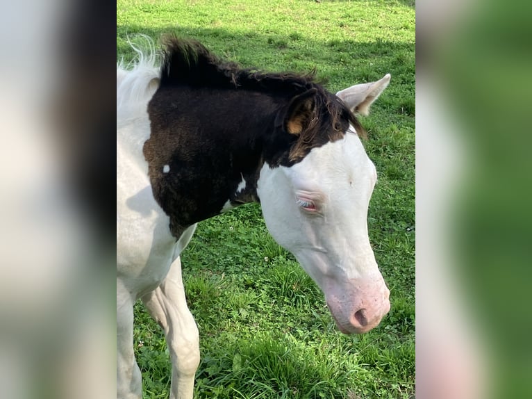 Paint Horse Hengst Fohlen (05/2025) Overo-alle-Farben in Sexcles