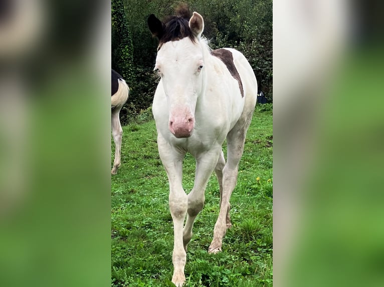 Paint Horse Hengst Fohlen (05/2025) Overo-alle-Farben in Sexcles