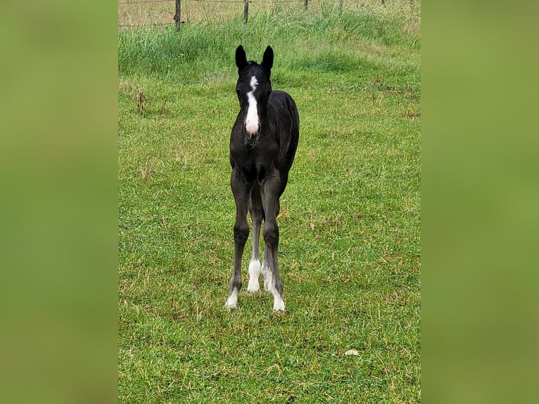 Paint Horse Hengst  Rappe in Ellgau