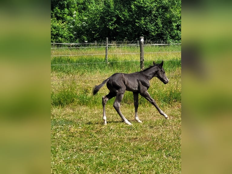 Paint Horse Hengst  Rappe in Ellgau
