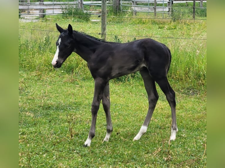 Paint Horse Hengst  Rappe in Ellgau