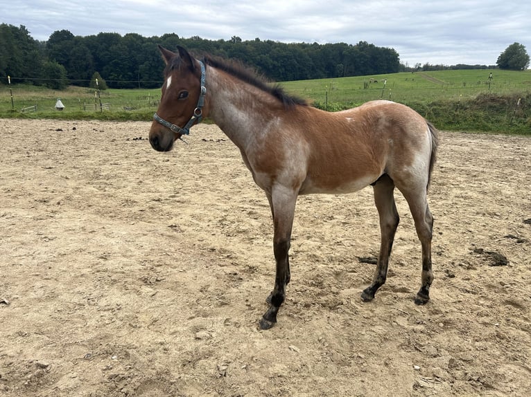 Paint Horse Hengst Fohlen (06/2024) Roan-Bay in Odenthal