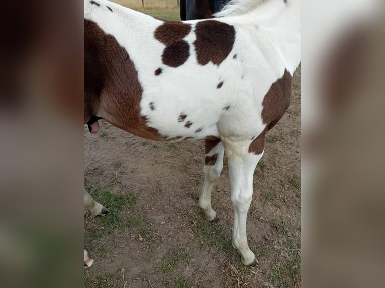 Paint Horse Hengst  Tobiano-alle-Farben in Herenthout