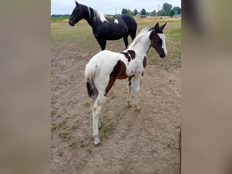Paint Horse Hengst  Tobiano-alle-Farben in Herenthout