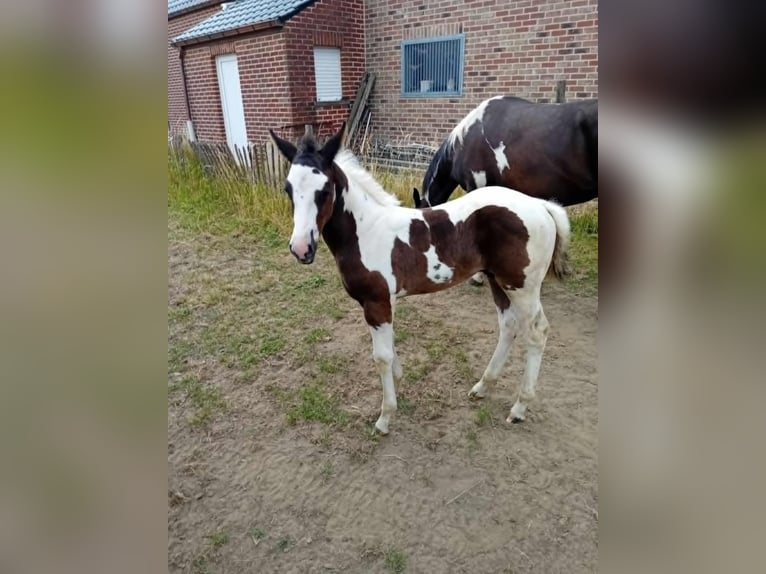 Paint Horse Hengst  Tobiano-alle-Farben in Herenthout