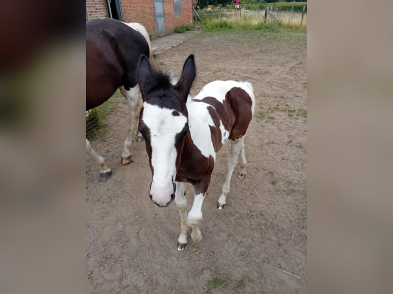 Paint Horse Hengst  Tobiano-alle-Farben in Herenthout