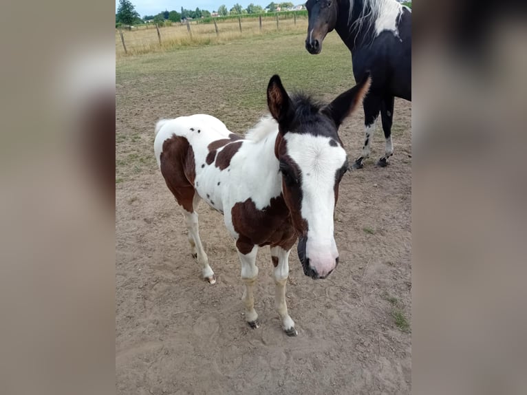 Paint Horse Hengst  Tobiano-alle-Farben in Herenthout