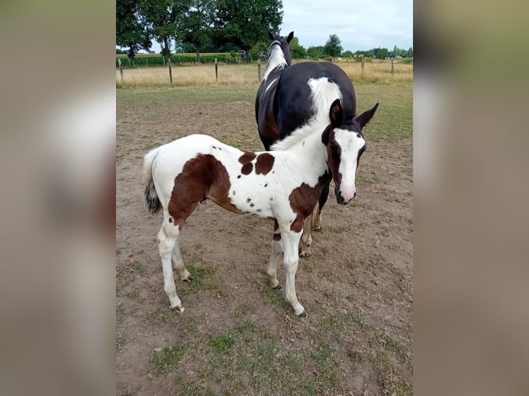 Paint Horse Hengst  Tobiano-alle-Farben in Herenthout