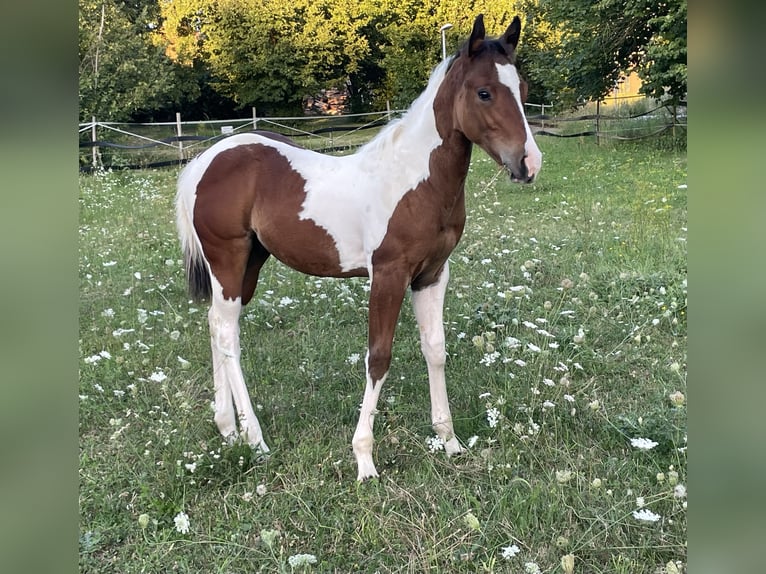 Paint Horse Hengst Fohlen (05/2025) Tobiano-alle-Farben in Rauenberg