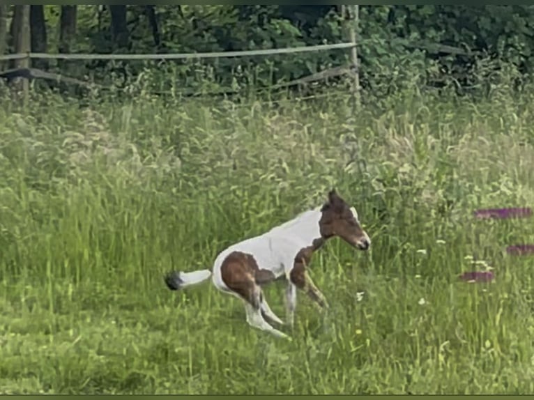 Paint Horse Hengst Fohlen (05/2025) Tobiano-alle-Farben in Rauenberg