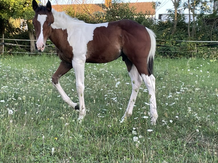 Paint Horse Hengst Fohlen (05/2025) Tobiano-alle-Farben in Rauenberg