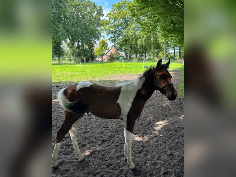 Paint Horse Mix Hengst Fohlen (05/2025) Tobiano-alle-Farben in Bar&#xDF;el