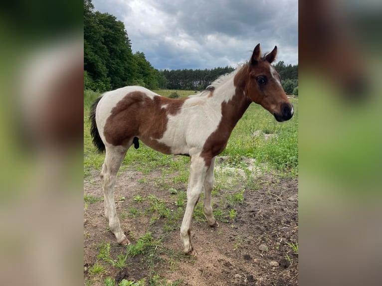 Paint Horse Hengst  Tobiano-alle-Farben in Mosina
