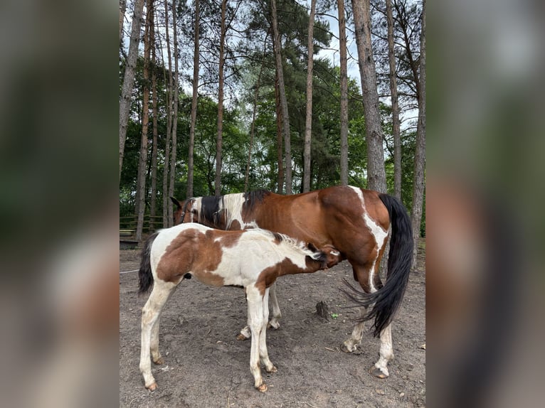 Paint Horse Hengst  Tobiano-alle-Farben in Mosina